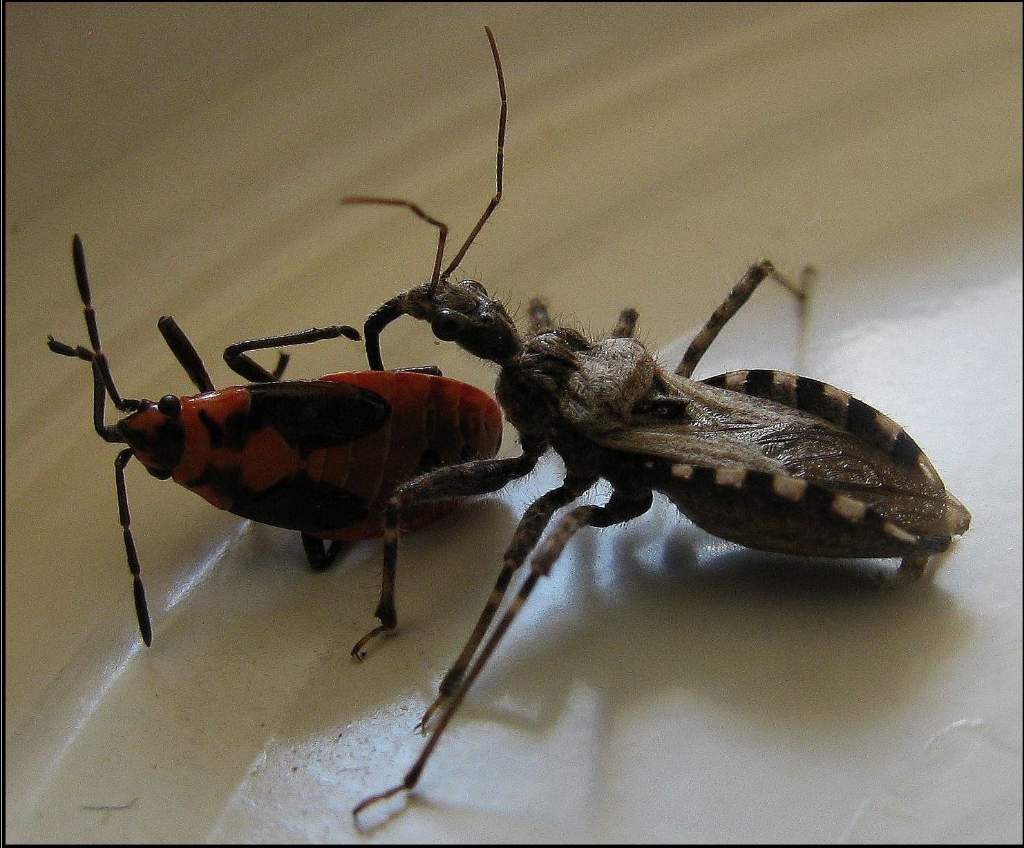 Reduviidae: Coranus kerzhneri from Turkey